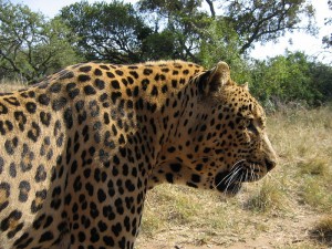 Beautiful African Leopard