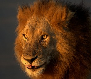 A Lion is an Icon of African wildlife