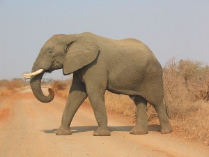 Elephant in the Kruger